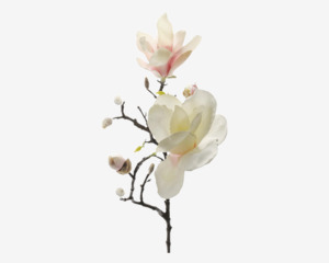 Stilk Magnoliagren 60 cm Rosa