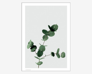 Plakat Eucalyptus 