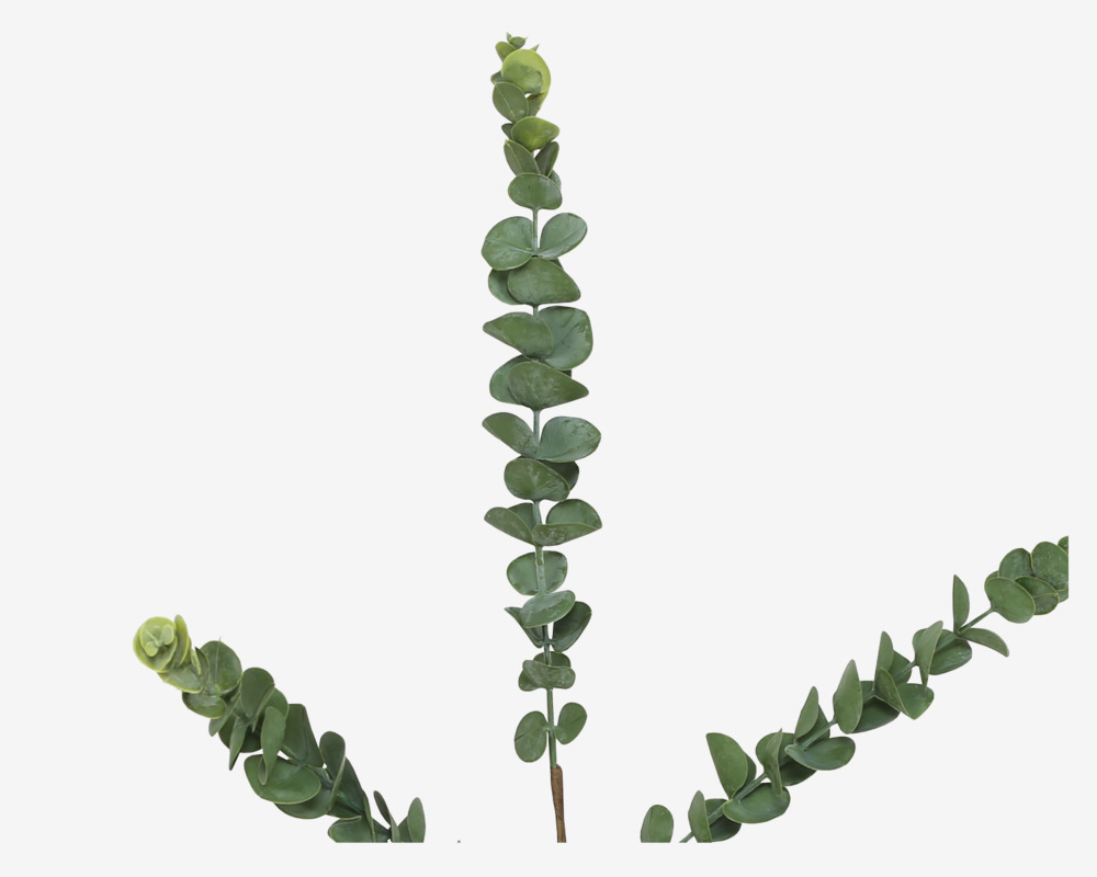 Stilk Eucalyptus Grøn H.70 cm 
