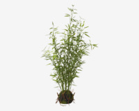 /plante-bambus-mrod-h63cm